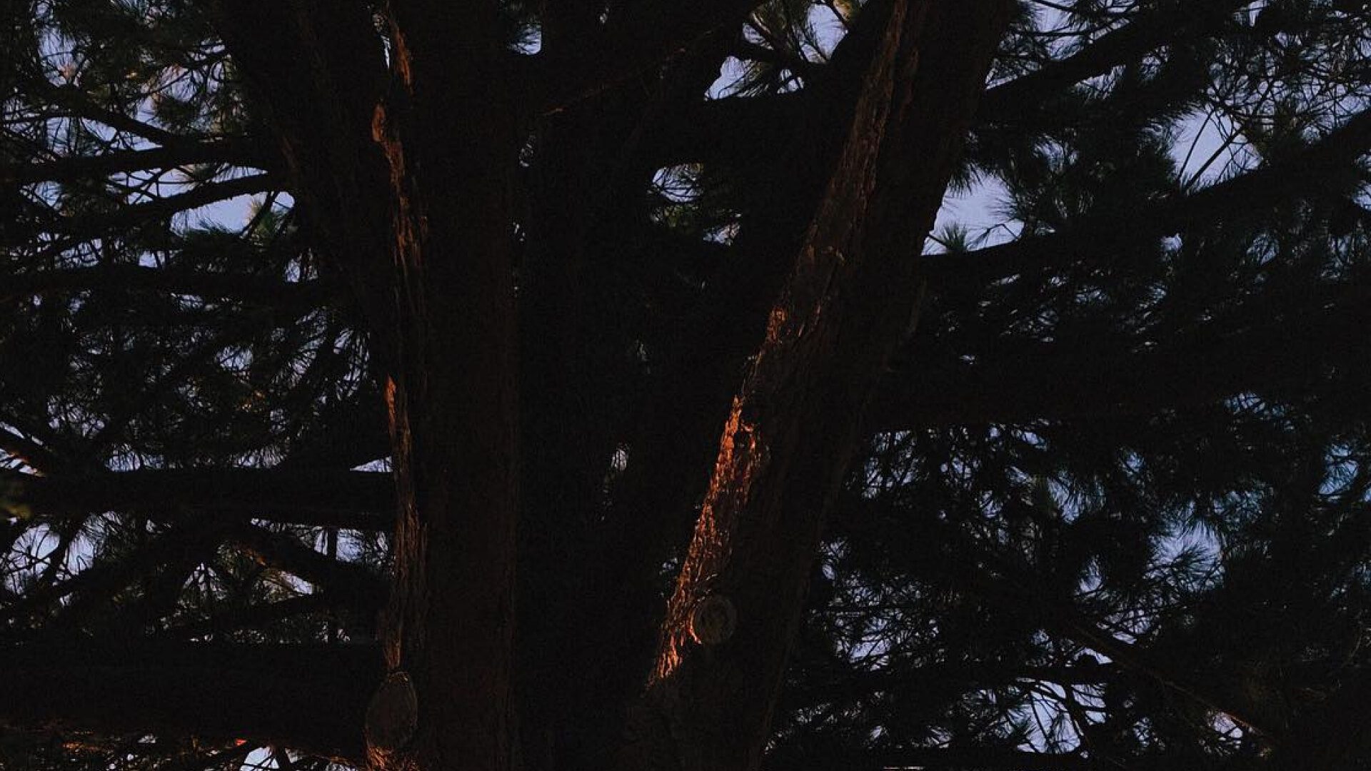 Eau de Parfum 50ml | by Studio Pneuma |